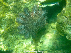 Meet this creature in Gem Island, Terengganu, Malaysia. W... by Viesseng Seng 